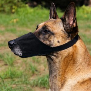 belgian_malinois_muzzle_velcro closure belgian malinois store