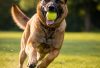 belgian_malinois_fetch exercise