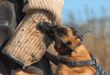belgian malinois bite work belgian malinois store (2)