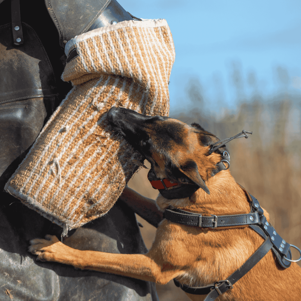 belgian malinois bite work belgian malinois bite sleeve