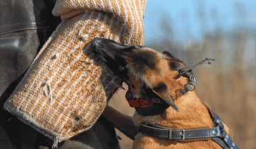 Belgian Malinois Bite Work: Choosing Bite Sleeves and Bite Suits