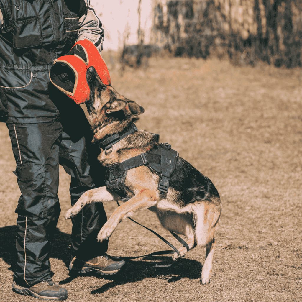 belgian malinois bite work