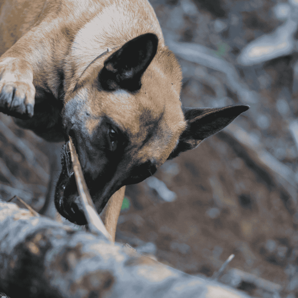 belgian malinois bite work