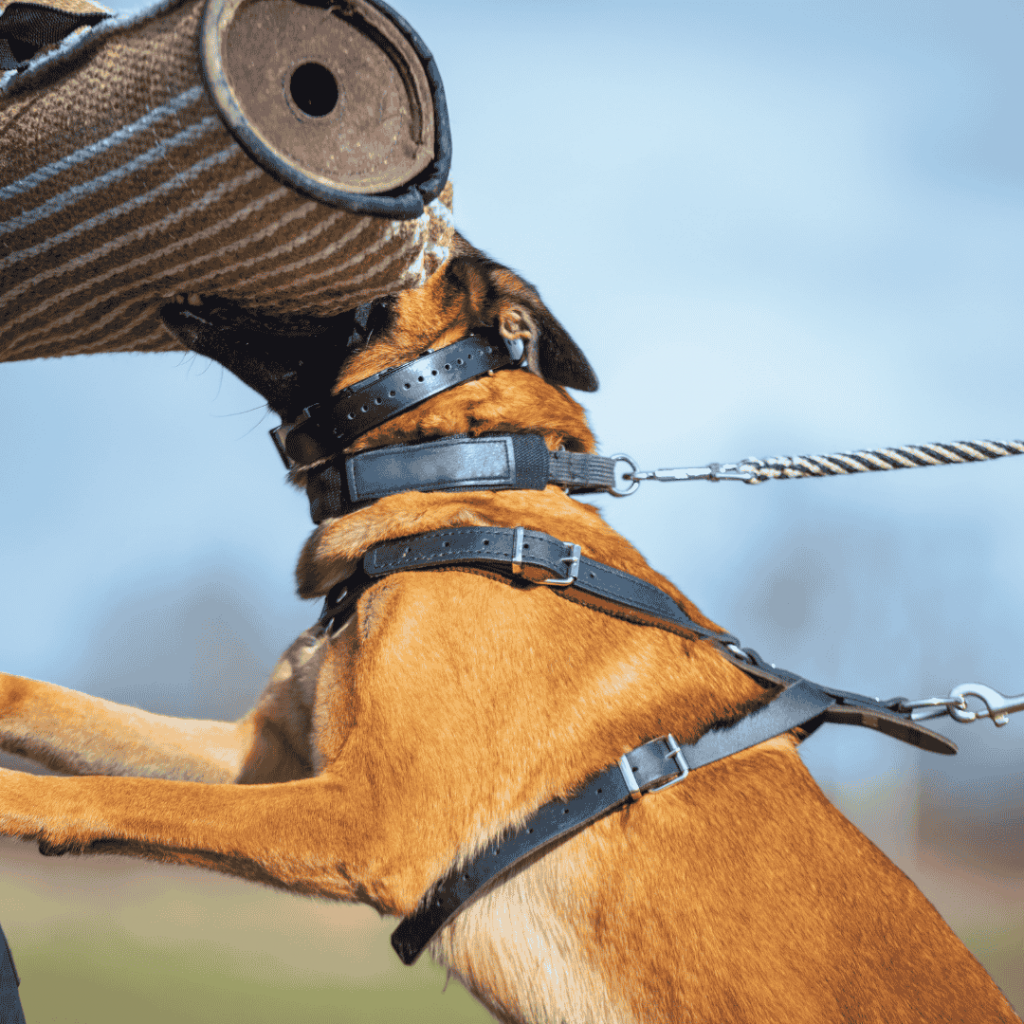belgian malinois bite work belgian malinois store (2)