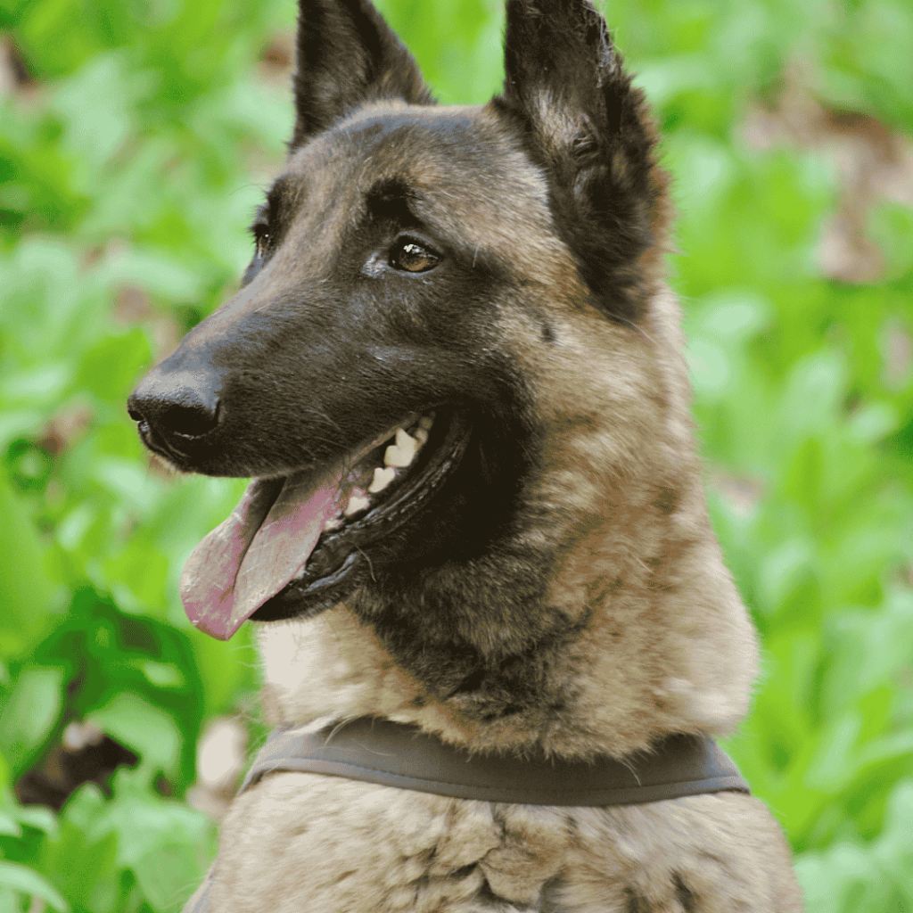 belgian malinois hair loss belgian malinois store
