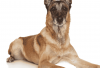 belgian malinois hair loss belgian malinois store