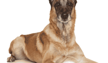 Belgian Malinois Hair Loss: Causes & How To Treat It?