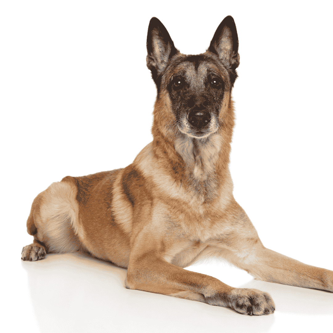 belgian malinois hair loss belgian malinois store