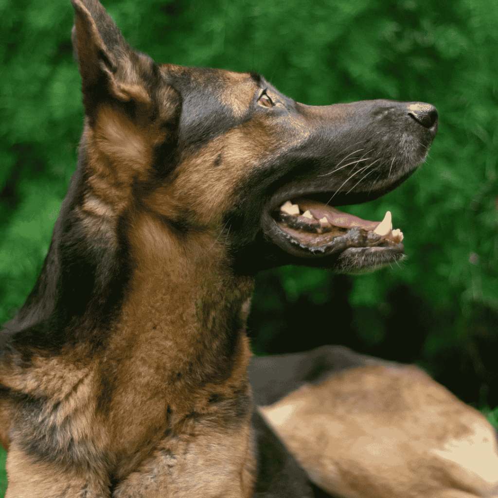 belgian malinois hair loss belgian malinois store