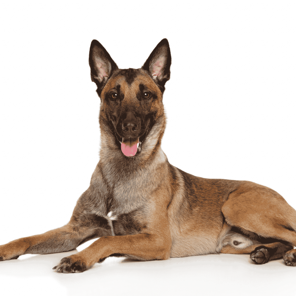 belgian malinois hair loss belgian malinois store